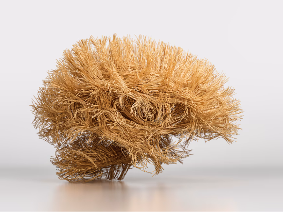 bn-img__brain-coral-001